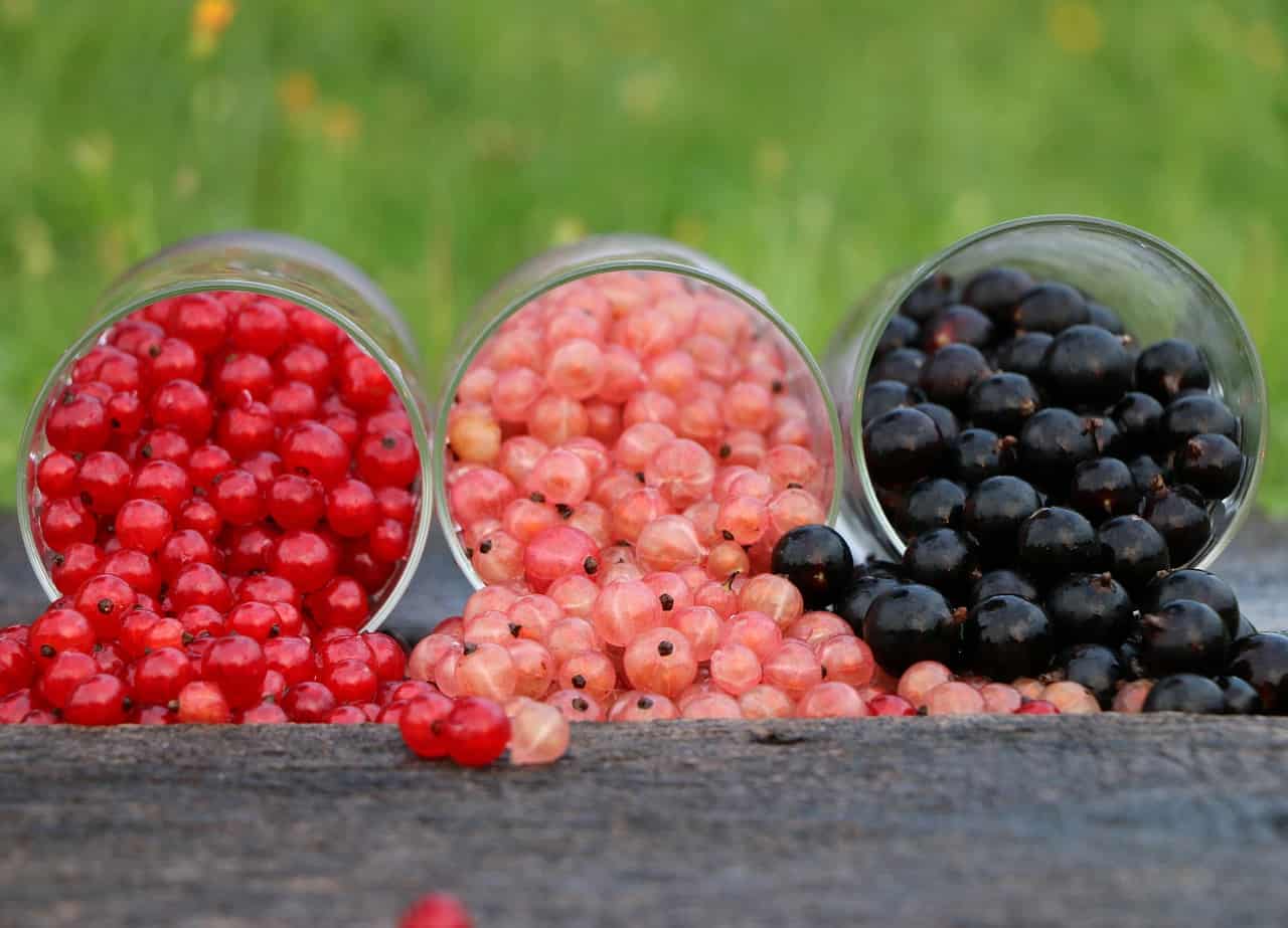 Johannisbeeren – Foto: Pixabay