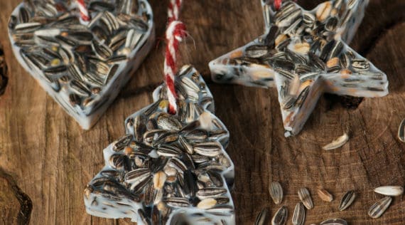 Vogelfutter Anhänger mit dem Thermomix® – Foto: gettyimages / Arx0nt