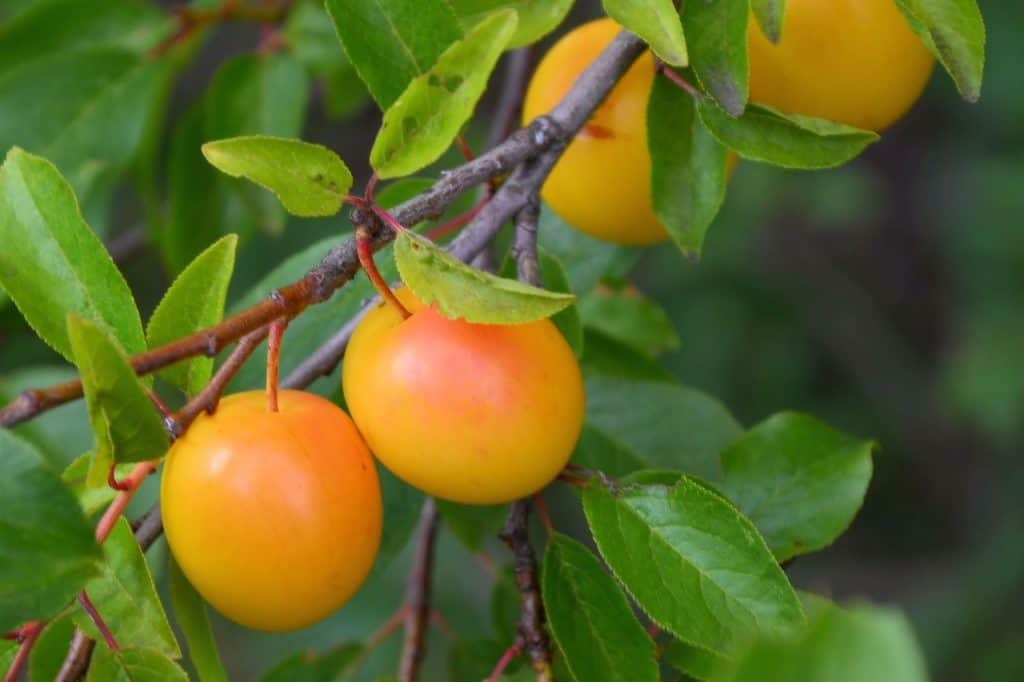 Reife Mirabellen-Früchte am Baum – Foto: Hans Benn / Pixabay