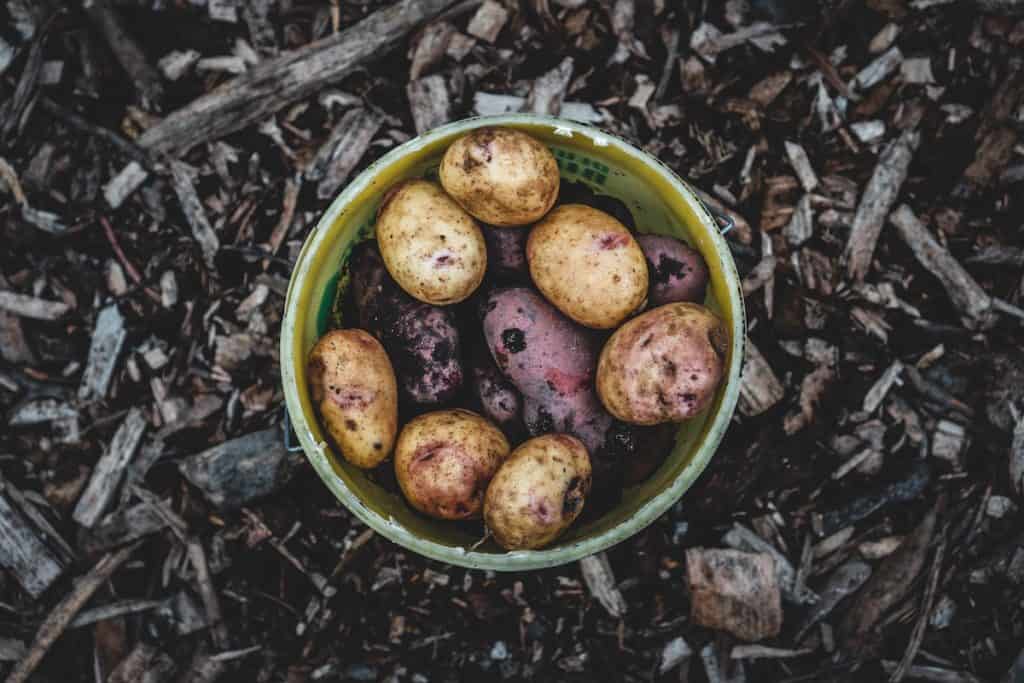 Kartoffeln in einer Schale – Foto: Jonathan Kemper on Unsplash