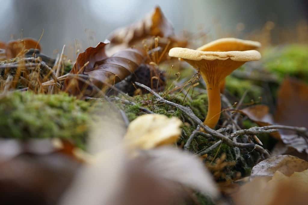 Pfifferling im Wald – Foto: pixabay / jhenning_beauty_of_nature
