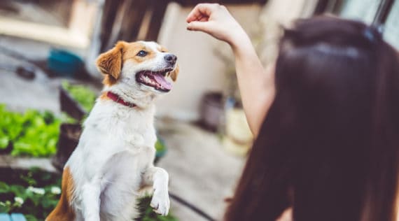 Hundekekse mit dem Monsieur Cuisine – Foto: gettyimages/urbazon